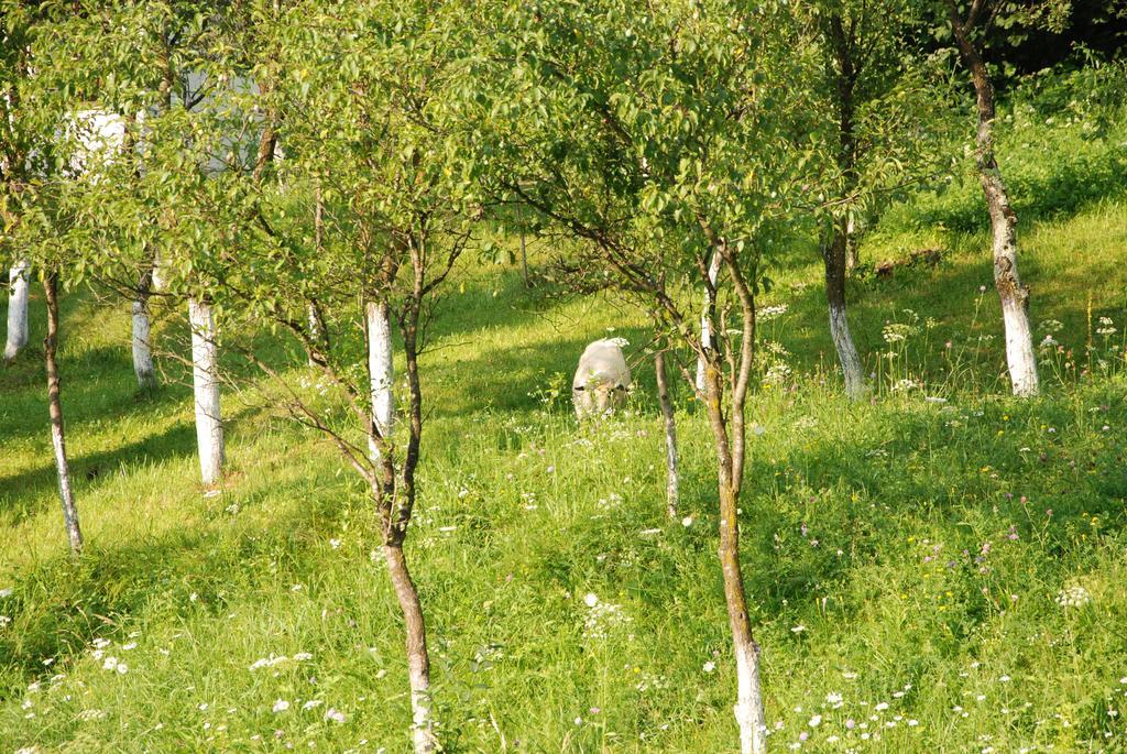 Pensiunea La Gorgan Vadu Izei Extérieur photo